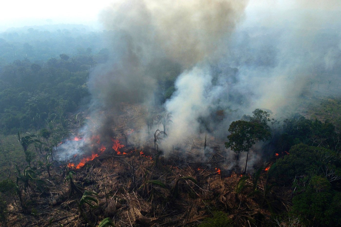 Despite gains combating deforestation in Brazil's Amazon, forest degradation is a looming threat | iNFOnews.ca Despite gains combating deforestation in Brazil's Amazon, forest degradation is a looming threat | iNFOnews.ca