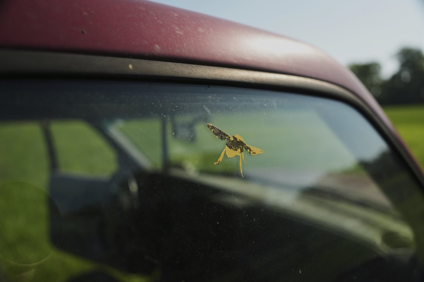 Bees have some ways to cope with a warming Earth, but researchers fear for their future | iNFOnews.ca Bees have some ways to cope with a warming Earth, but researchers fear for their future | iNFOnews.ca