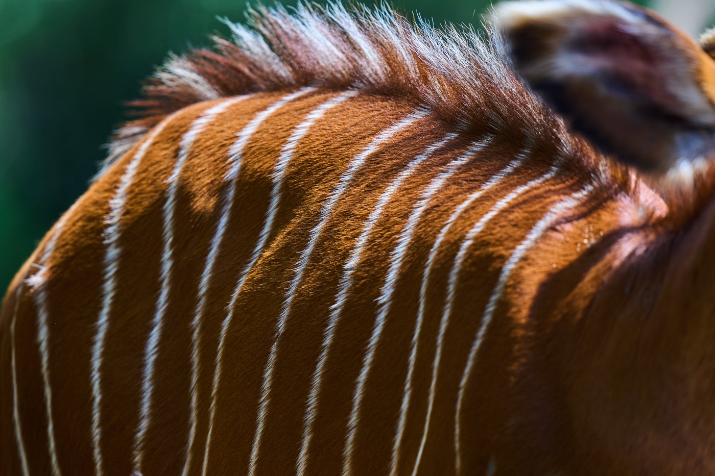 The ‘ghost of the forest’ makes a comeback in Kenya, in photos | iNFOnews.ca