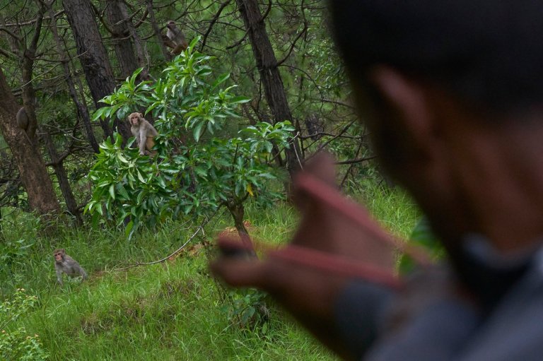 PHOTO ESSAY: Crop-raiding monkeys threaten Nepal's farming communities | iNFOnews.ca