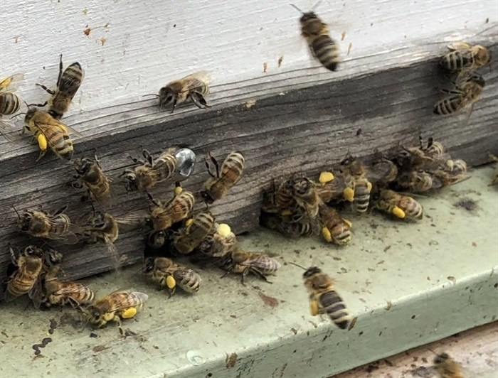 iN VIDEO: Healthy bees already bringing pollen to hives in Kamloops | iNFOnews.ca iN VIDEO: Healthy bees already bringing pollen to hives in Kamloops | iNFOnews.ca