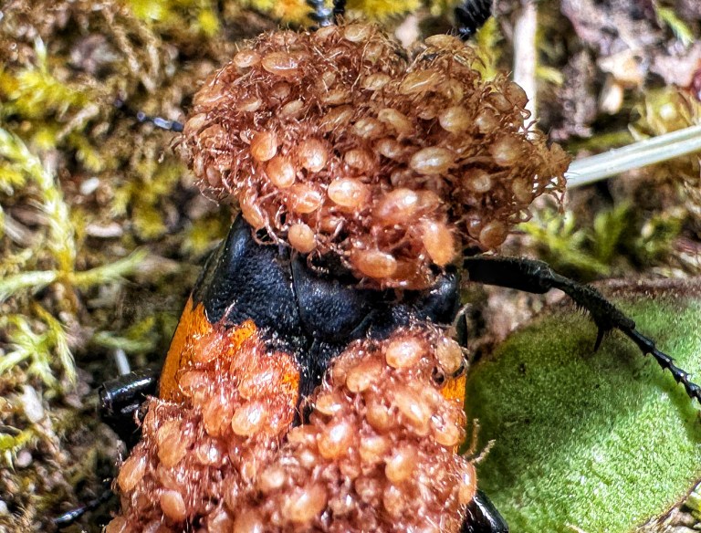 A beetle is covered in thousands of mites.