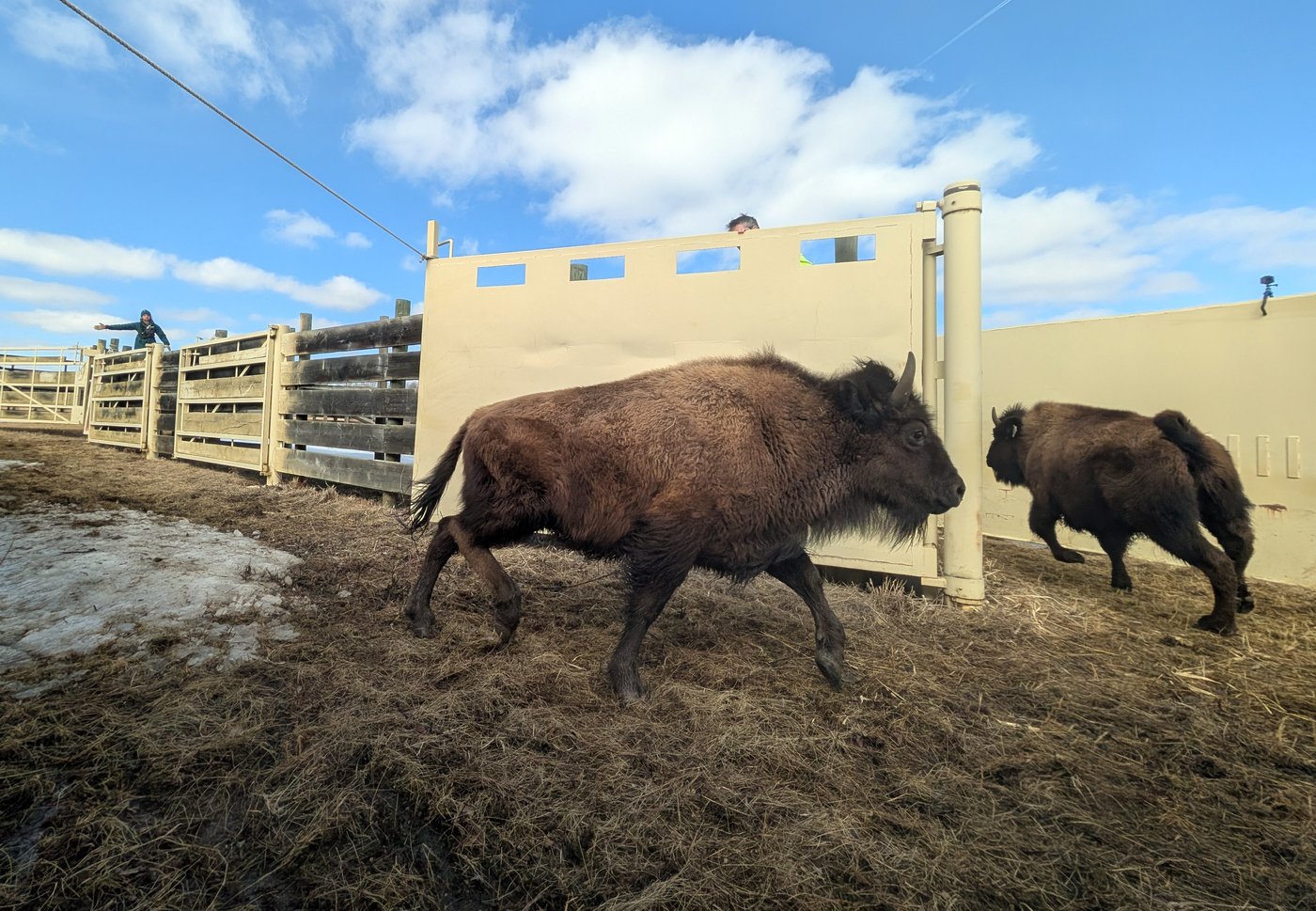 Oh, give me a home: Alberta-raised wood bison calves safely relocated to Alaska | iNFOnews.ca Oh, give me a home: Alberta-raised wood bison calves safely relocated to Alaska | iNFOnews.ca