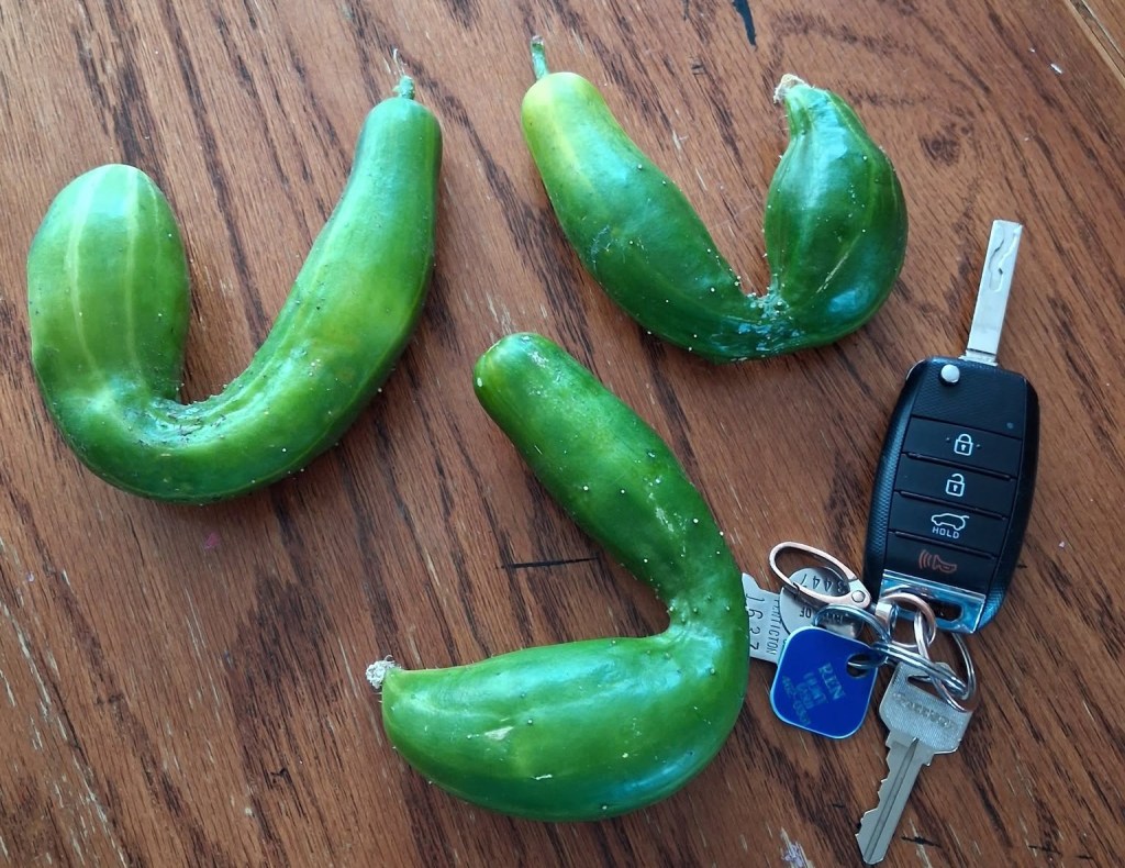 iN PHOTOS: Weird and wacky fruit and veggies in Okanagan, Kamloops | iNFOnews.ca iN PHOTOS: Weird and wacky fruit and veggies in Okanagan, Kamloops | iNFOnews.ca