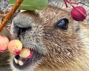 A marmot eats a clump of saskatoon berries.