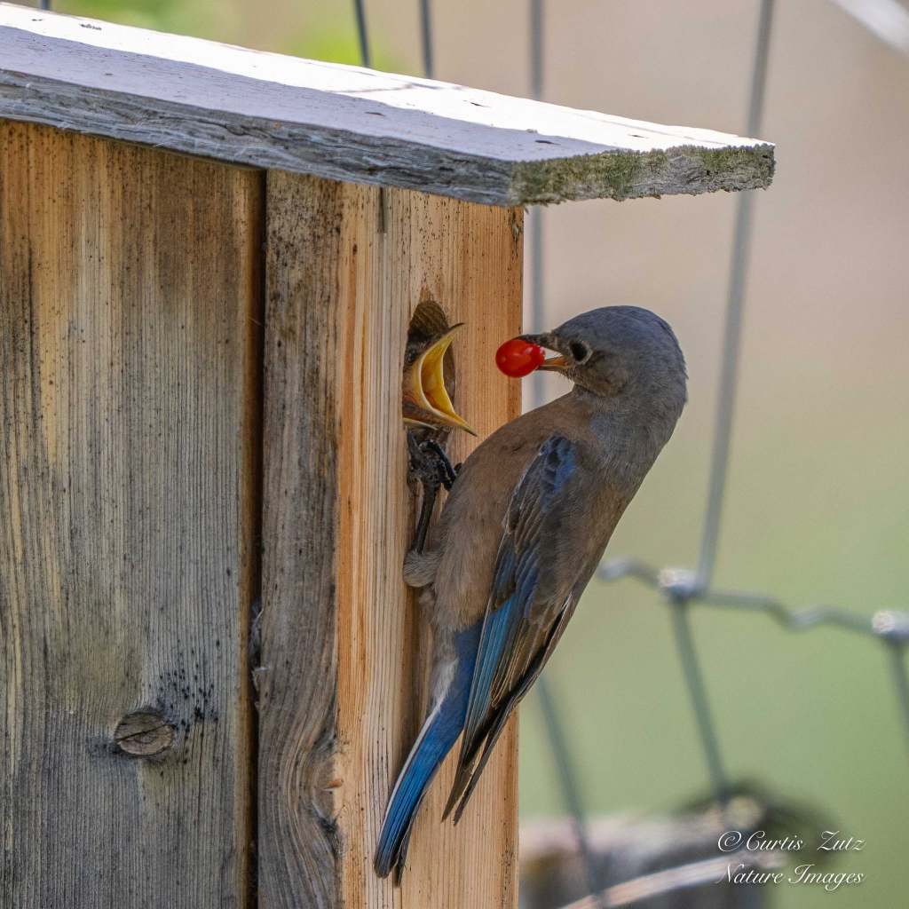 iN PHOTOS: Wildlife spotted feasting on berries in Thompson-Okanagan | iNFOnews.ca