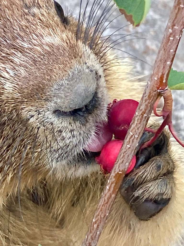 iN PHOTOS: Wildlife spotted feasting on berries in Thompson-Okanagan | iNFOnews.ca