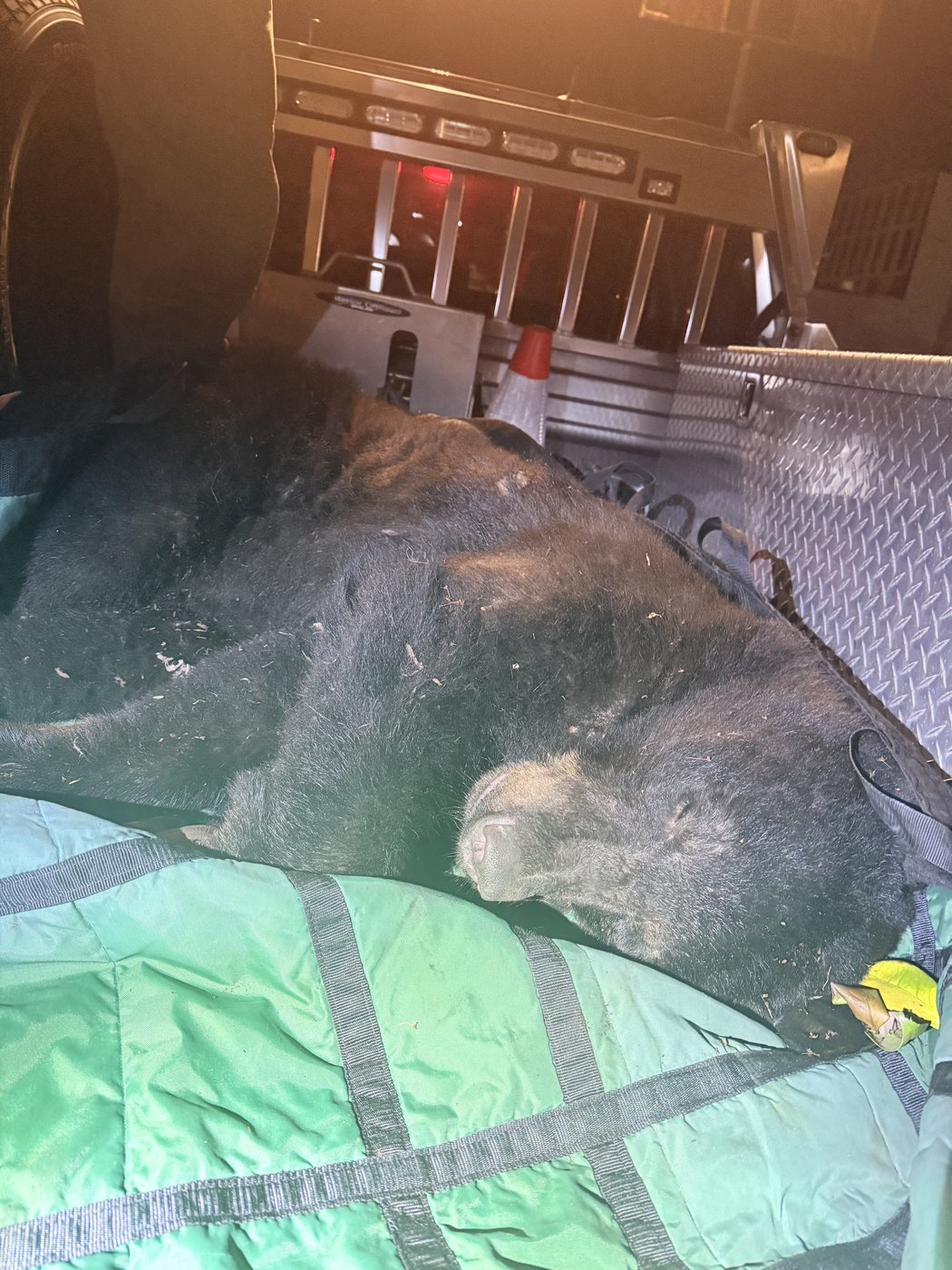 Black bear found wandering urban Vancouver is tranquilized and released | iNFOnews.ca