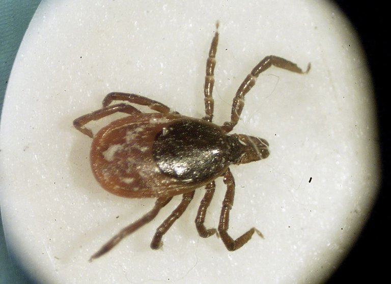 Fact File: No evidence planes are dropping ticks over Ontario | iNFOnews.ca