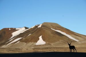 A caribou is seen in front of a mountain with some snow on it.