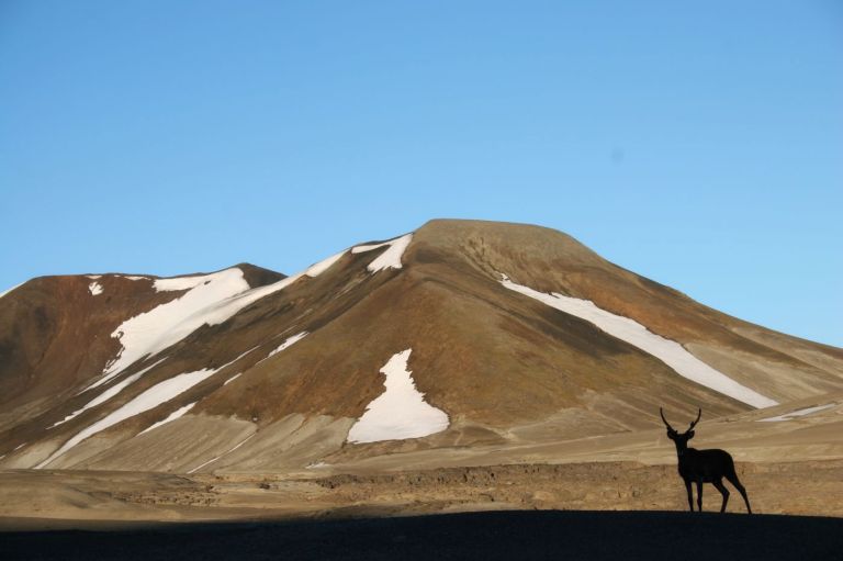 A caribou is seen in front of a mountain with some snow on it.