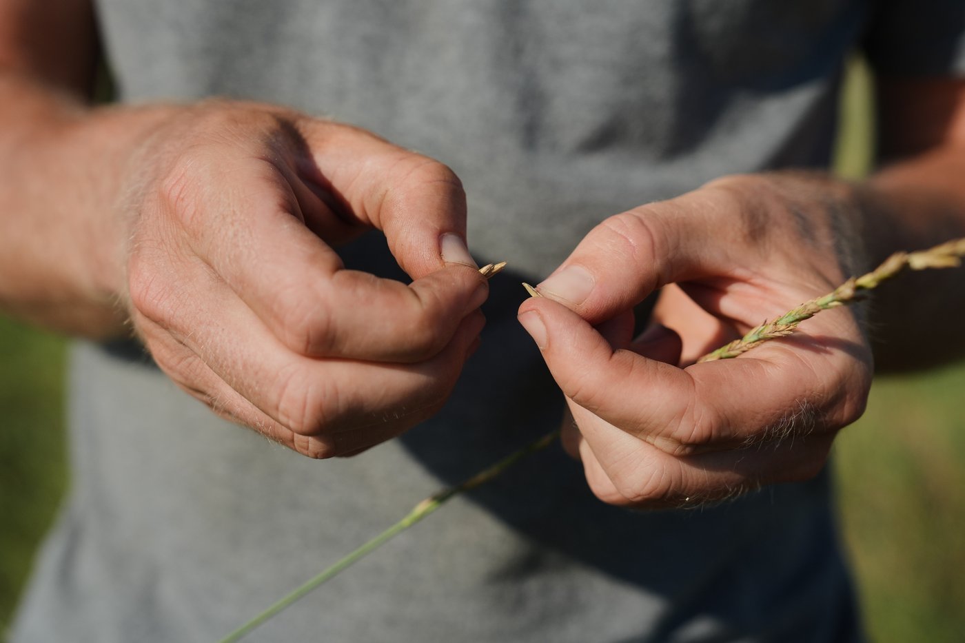 Farmers turn to perennial grains as one solution to extreme weather | iNFOnews.ca