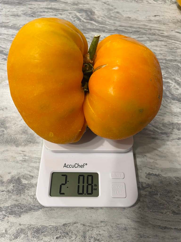 iN PHOTOS: The biggest eggplant in Kelowna and other Thompson-Okanagan veggie tales | iNwine iN PHOTOS: The biggest eggplant in Kelowna and other Thompson-Okanagan veggie tales | iNwine