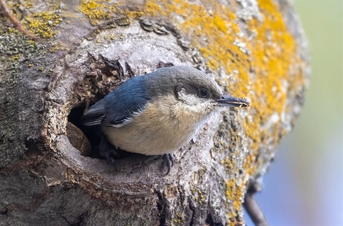 iN PHOTOS: Birds spotted building nests in Kamloops, Okanagan | iNFOnews.ca