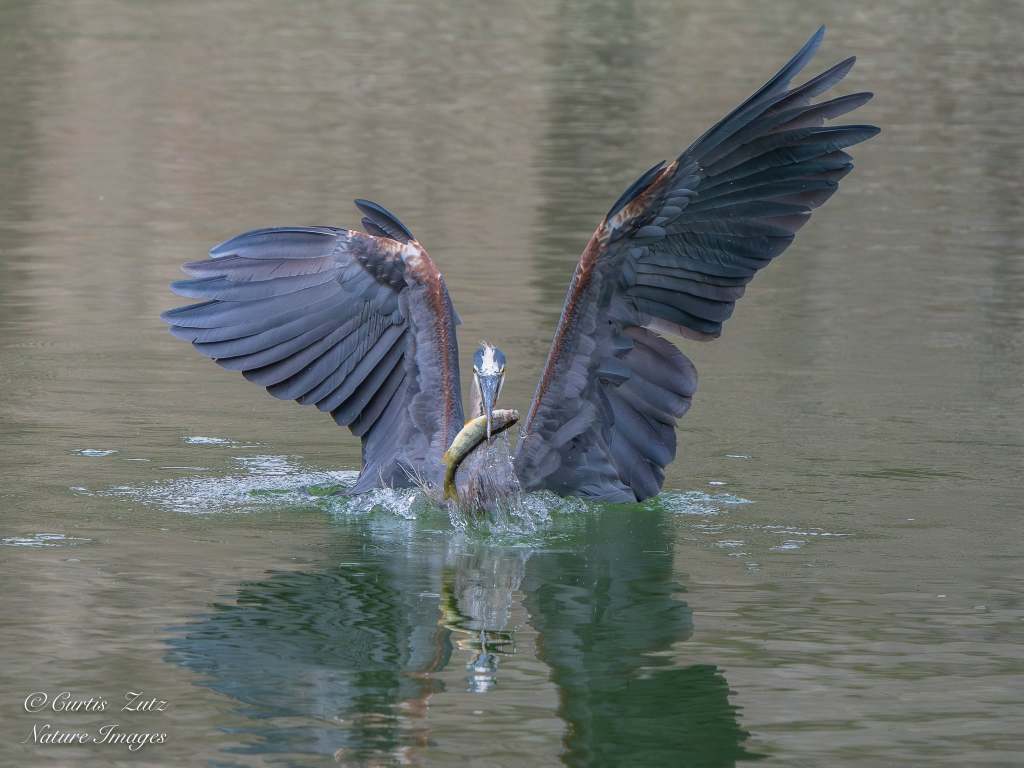 iN PHOTOS: Six majestic birds that are masters at fishing in Okanagan, Kamloops | iNFOnews.ca