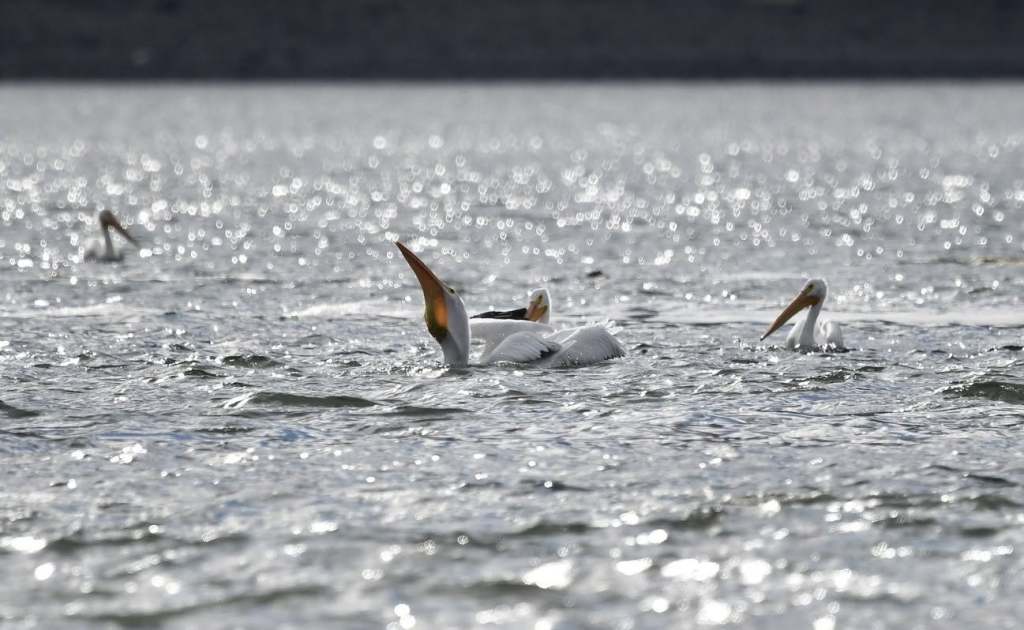 iN PHOTOS: Six majestic birds that are masters at fishing in Okanagan, Kamloops | iNFOnews.ca