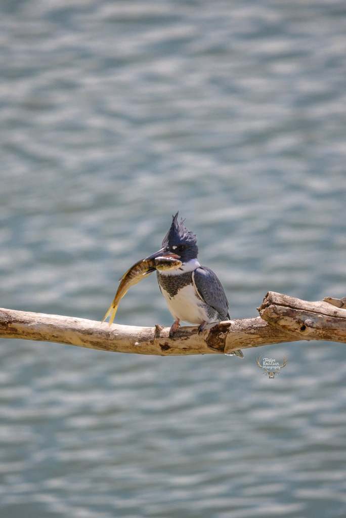 iN PHOTOS: Six majestic birds that are masters at fishing in Okanagan, Kamloops | iNFOnews.ca