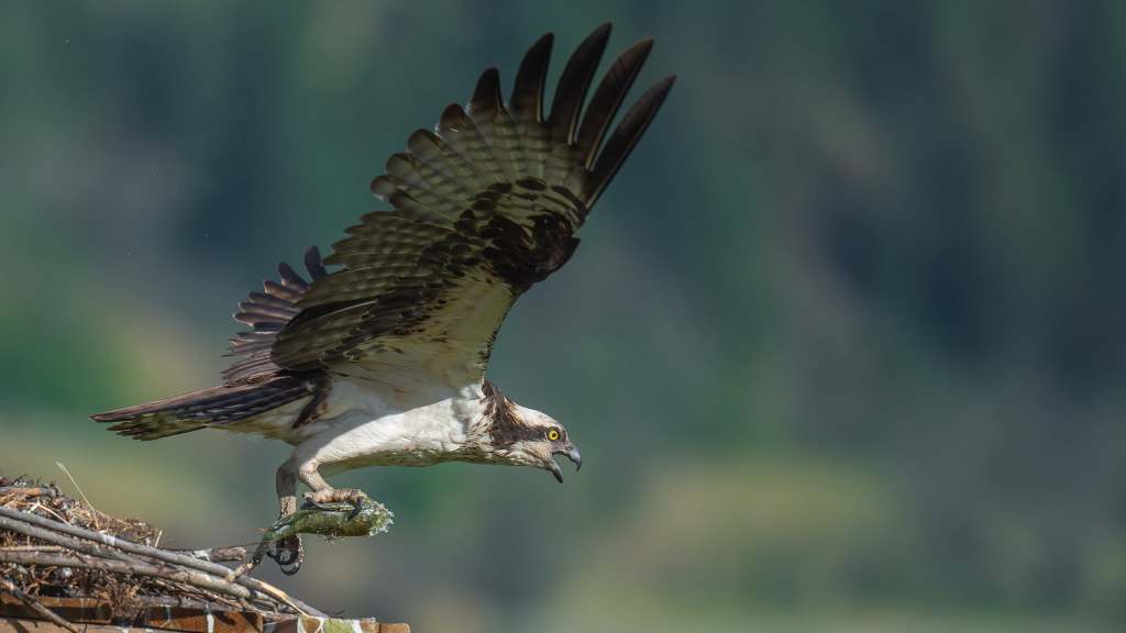 iN PHOTOS: Six majestic birds that are masters at fishing in Okanagan, Kamloops | iNFOnews.ca