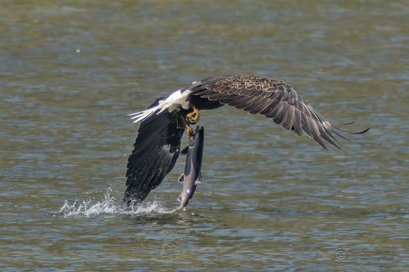 iN PHOTOS: Six majestic birds that are masters at fishing in Okanagan, Kamloops | iNFOnews.ca
