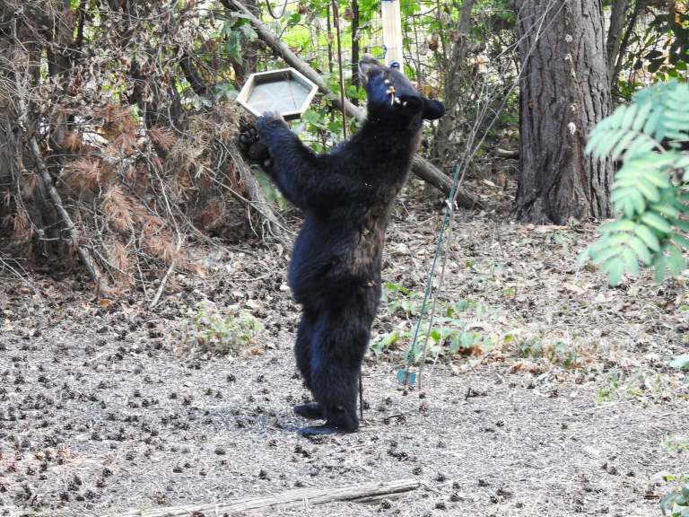A black bear snacks on a bird feeder.
