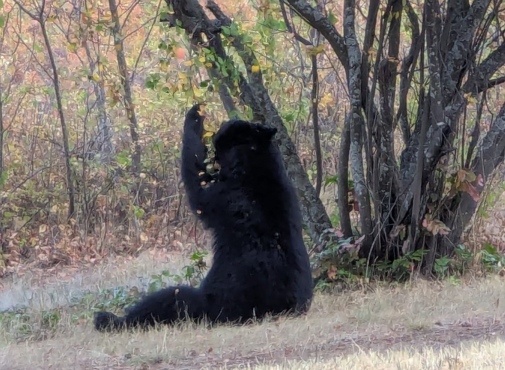iN PHOTOS: Bears already bulking up in Okanagan, Kamloops | iNFOnews.ca