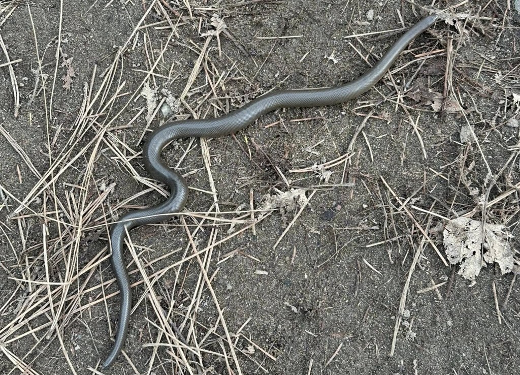 iN PHOTOS: Northern rubber boas warm up on trails in Thompson-Okanagan | iNFOnews.ca