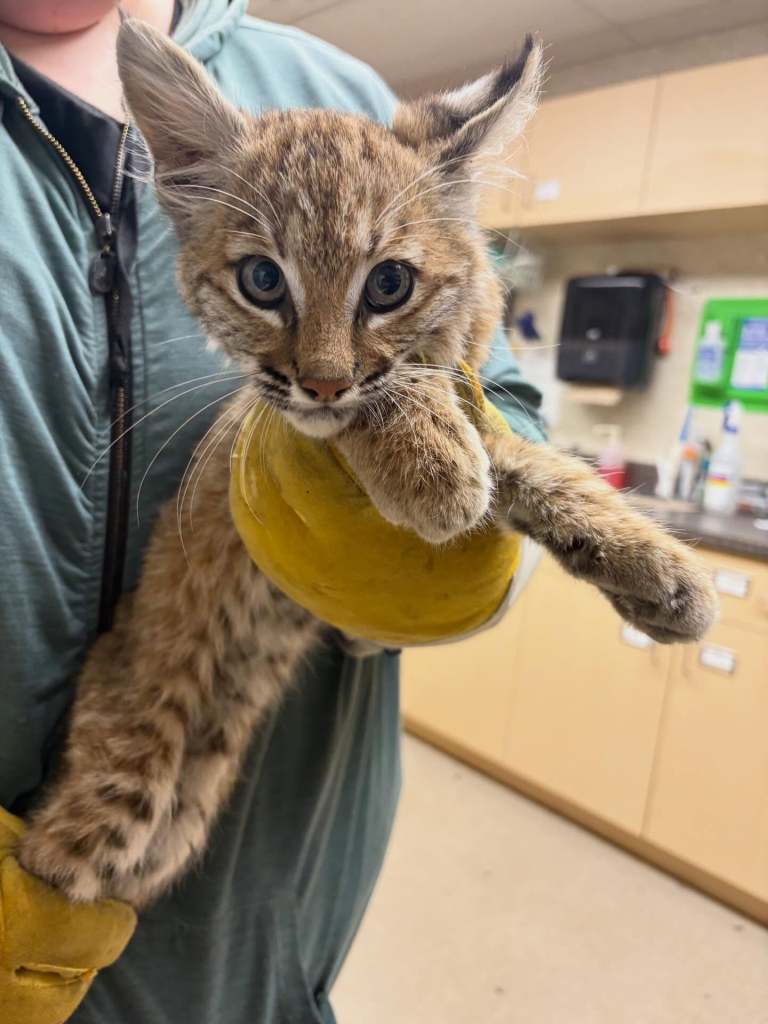 iN PHOTOS: Elusive, stealthy bobcats caught on cameras in Thompson-Okanagan | iNFOnews.ca