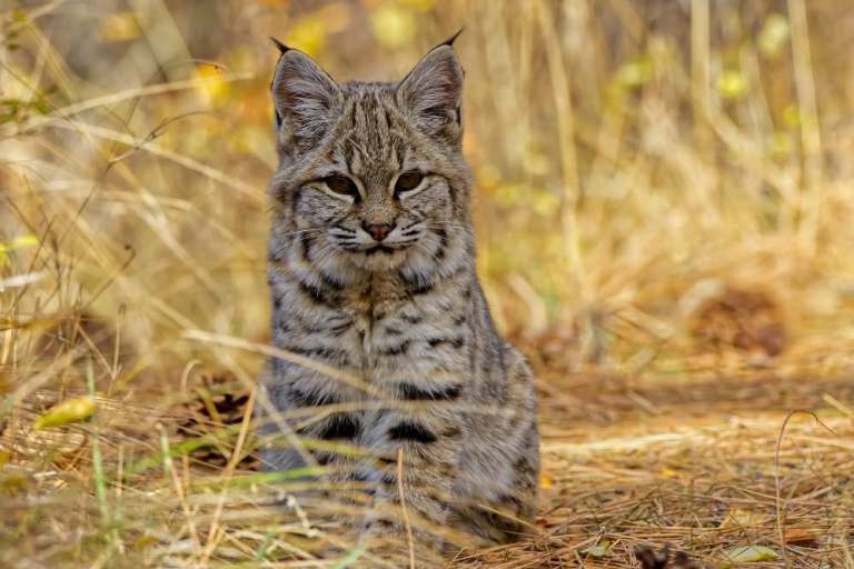 A young bobcat sits in golden grass.
