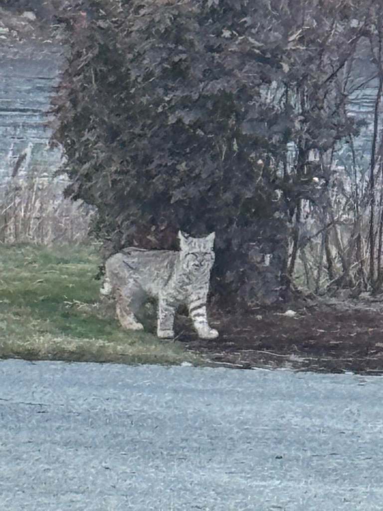 iN PHOTOS: Elusive, stealthy bobcats caught on cameras in Thompson-Okanagan | iNFOnews.ca