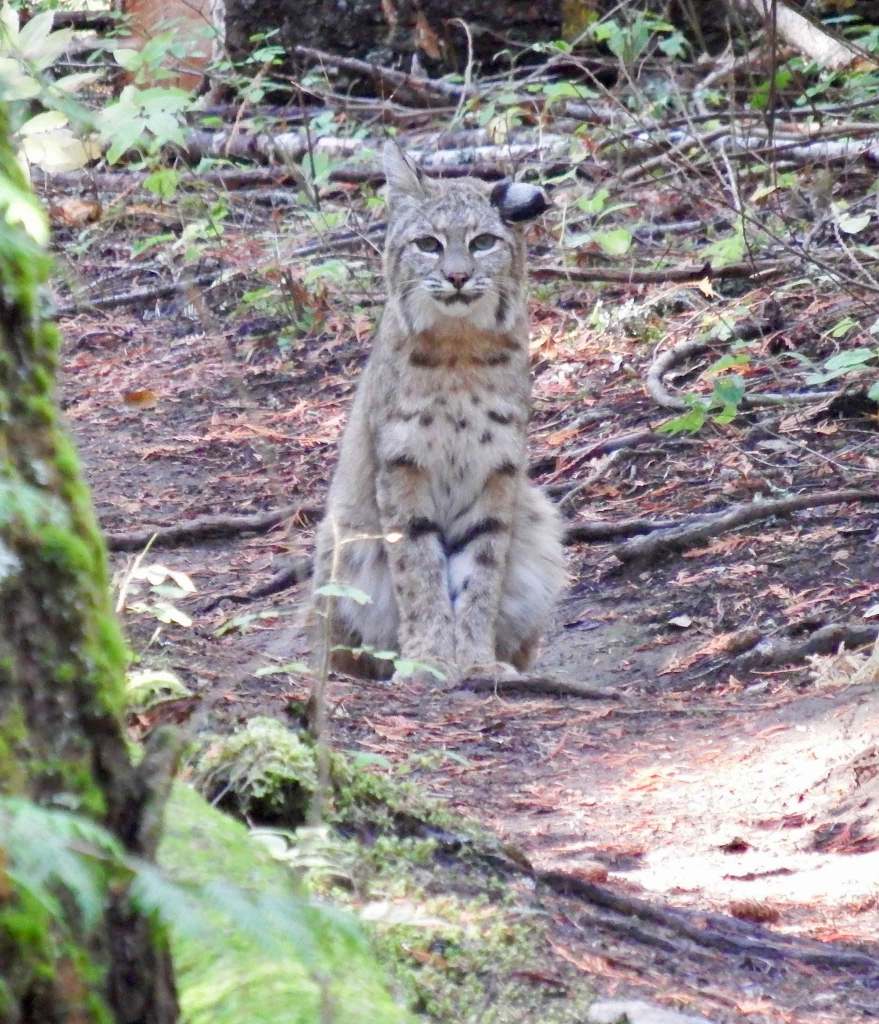 iN PHOTOS: Elusive, stealthy bobcats caught on cameras in Thompson-Okanagan | iNFOnews.ca