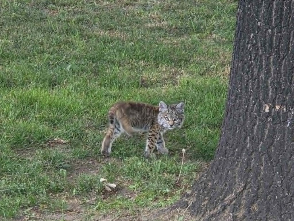 Osoyoos family gets special moment when bobcat kitten pays a visit | iNFOnews.ca