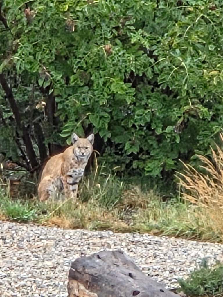 iN PHOTOS: Elusive, stealthy bobcats caught on cameras in Thompson-Okanagan | iNFOnews.ca