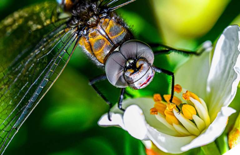 A dragonfly is seen close up.
