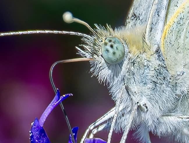 iN PHOTOS: How these insects in the Thompson-Okanagan see the world   | iNFOnews.ca