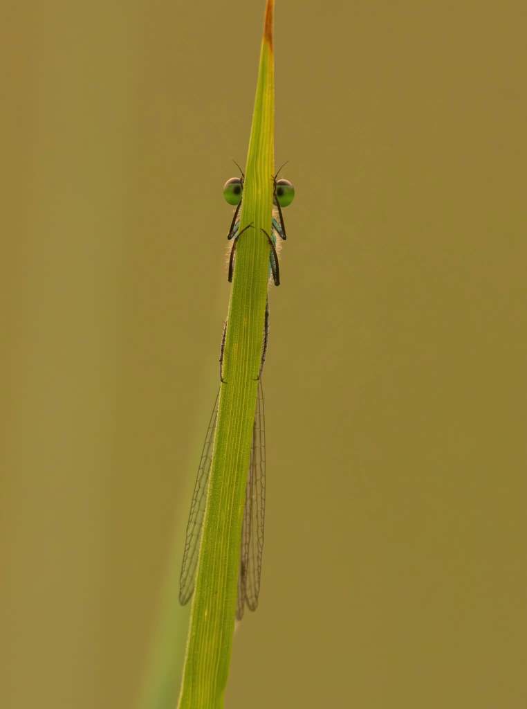 iN PHOTOS: How these insects in the Thompson-Okanagan see the world   | iNFOnews.ca