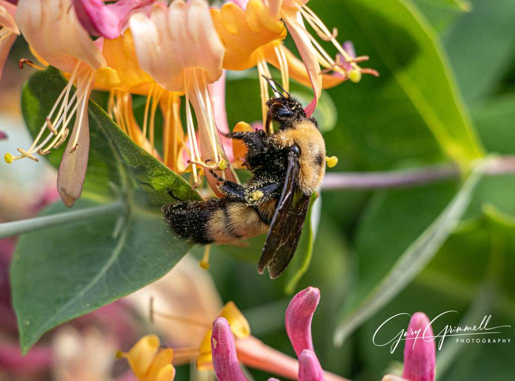 iN PHOTOS: How these insects in the Thompson-Okanagan see the world   | iNFOnews.ca