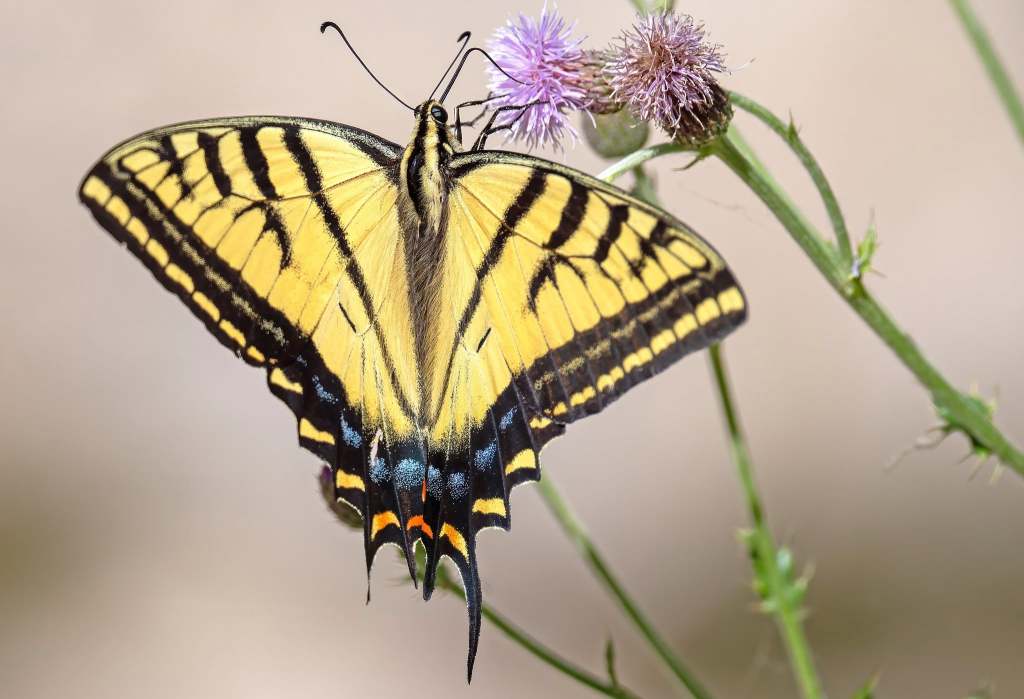 iN PHOTOS: How these insects in the Thompson-Okanagan see the world   | iNFOnews.ca