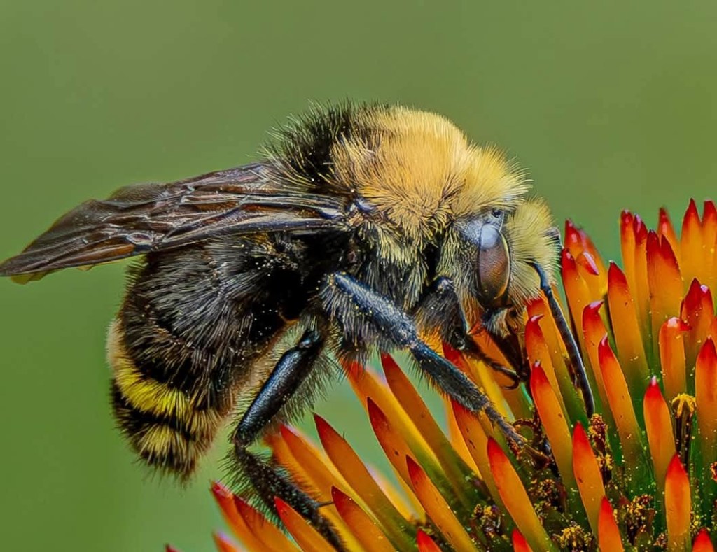 iN PHOTOS: How these insects in the Thompson-Okanagan see the world   | iNFOnews.ca