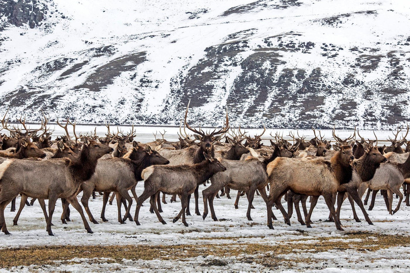 Elk Refuge disease discovery calls for talk of reducing nation’s largest herd | iNFOnews.ca Elk Refuge disease discovery calls for talk of reducing nation’s largest herd | iNFOnews.ca