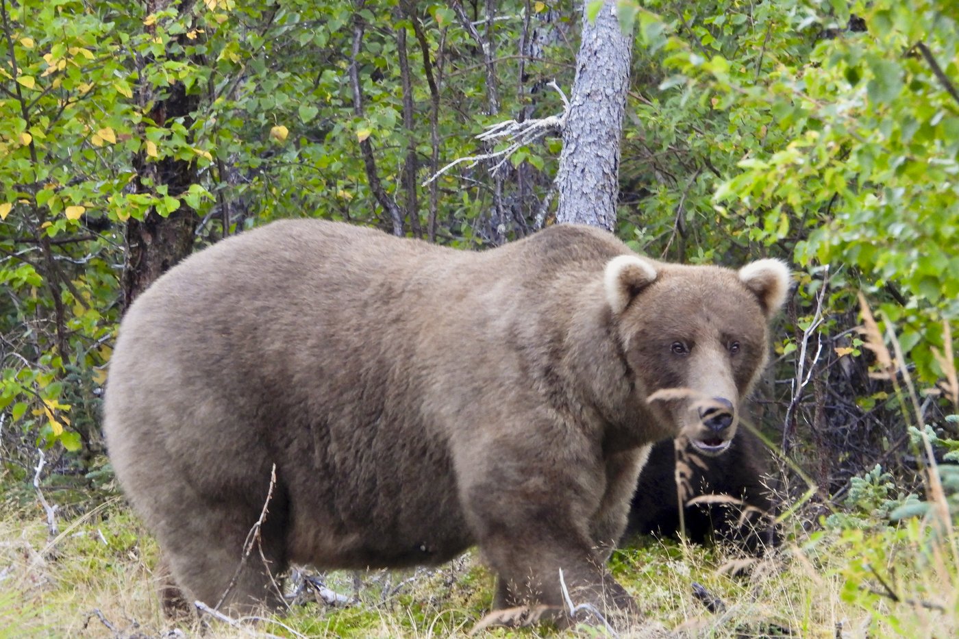 Online voting in Alaska's Fat Bear Week contest starts after an attack killed 1 contestant | iNFOnews.ca