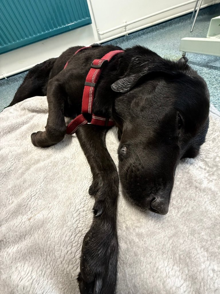 Grateful dog owner describes mountain rescue after canine apparently ingests cannabis | iNFOnews.ca