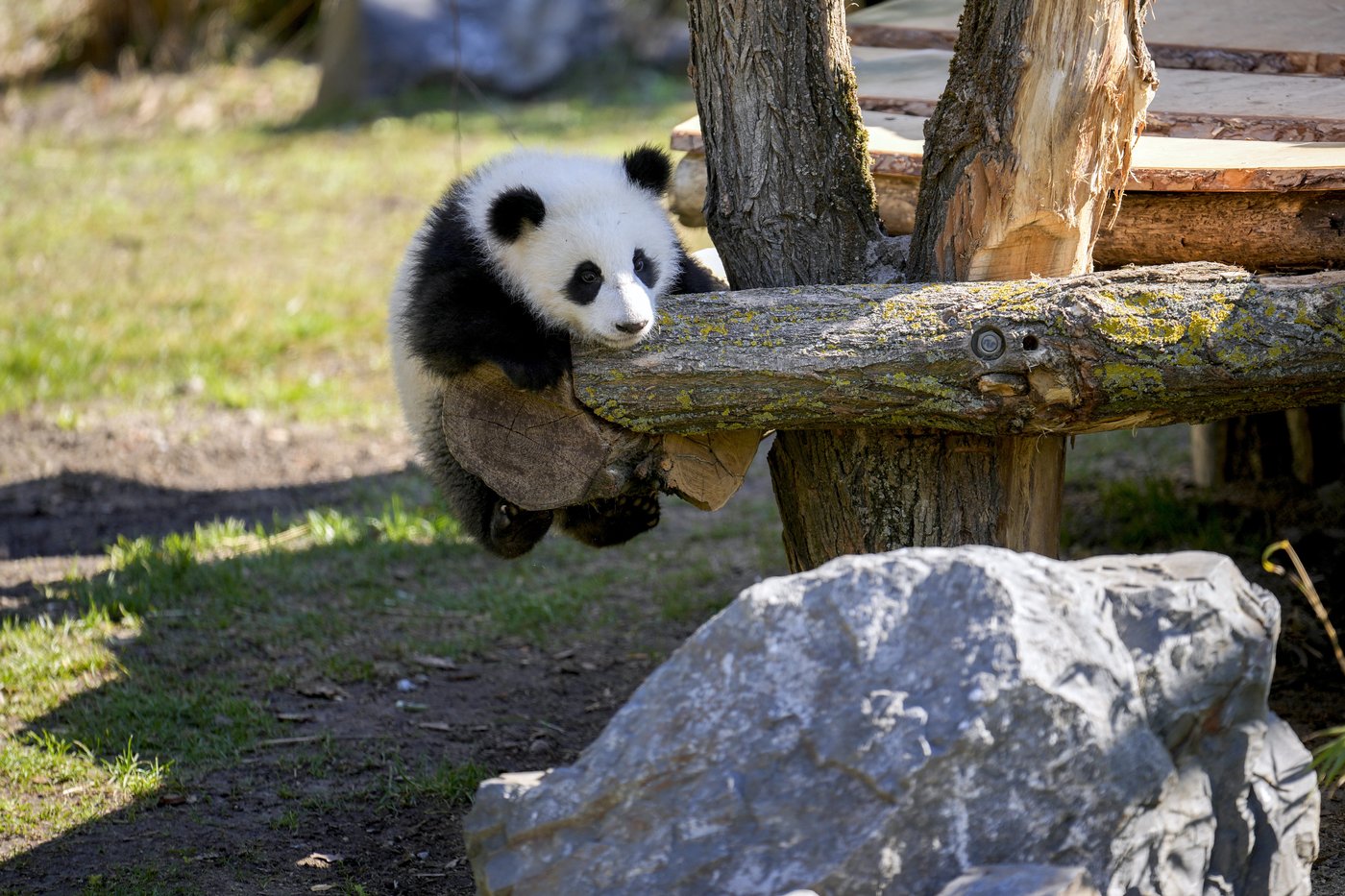 PHOTO COLLECTION: Germany Panda Cubs Outdoors | iNFOnews.ca