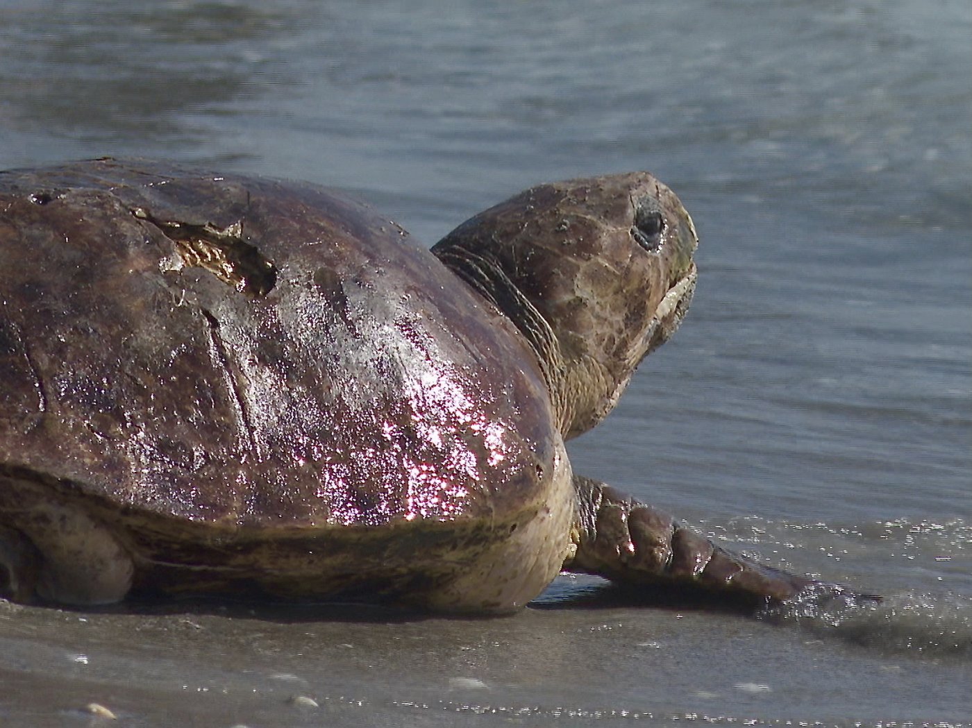 Massive sea turtle returns to the ocean off Florida after treatment for a boat strike | iNFOnews.ca Massive sea turtle returns to the ocean off Florida after treatment for a boat strike | iNFOnews.ca