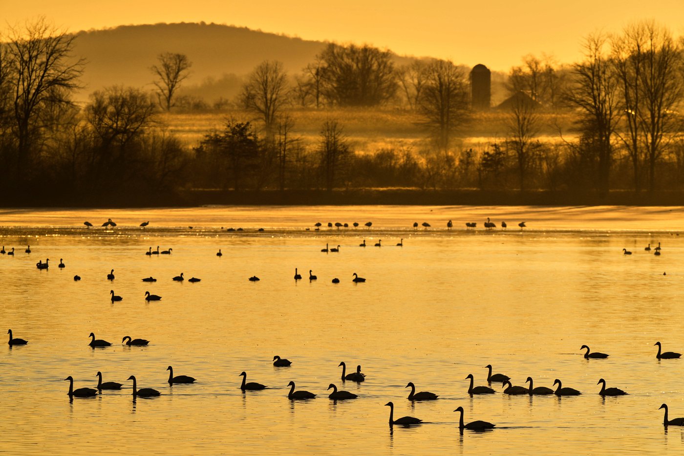 Photos show the dramatic dawn flight of migrating snow geese | iNFOnews.ca