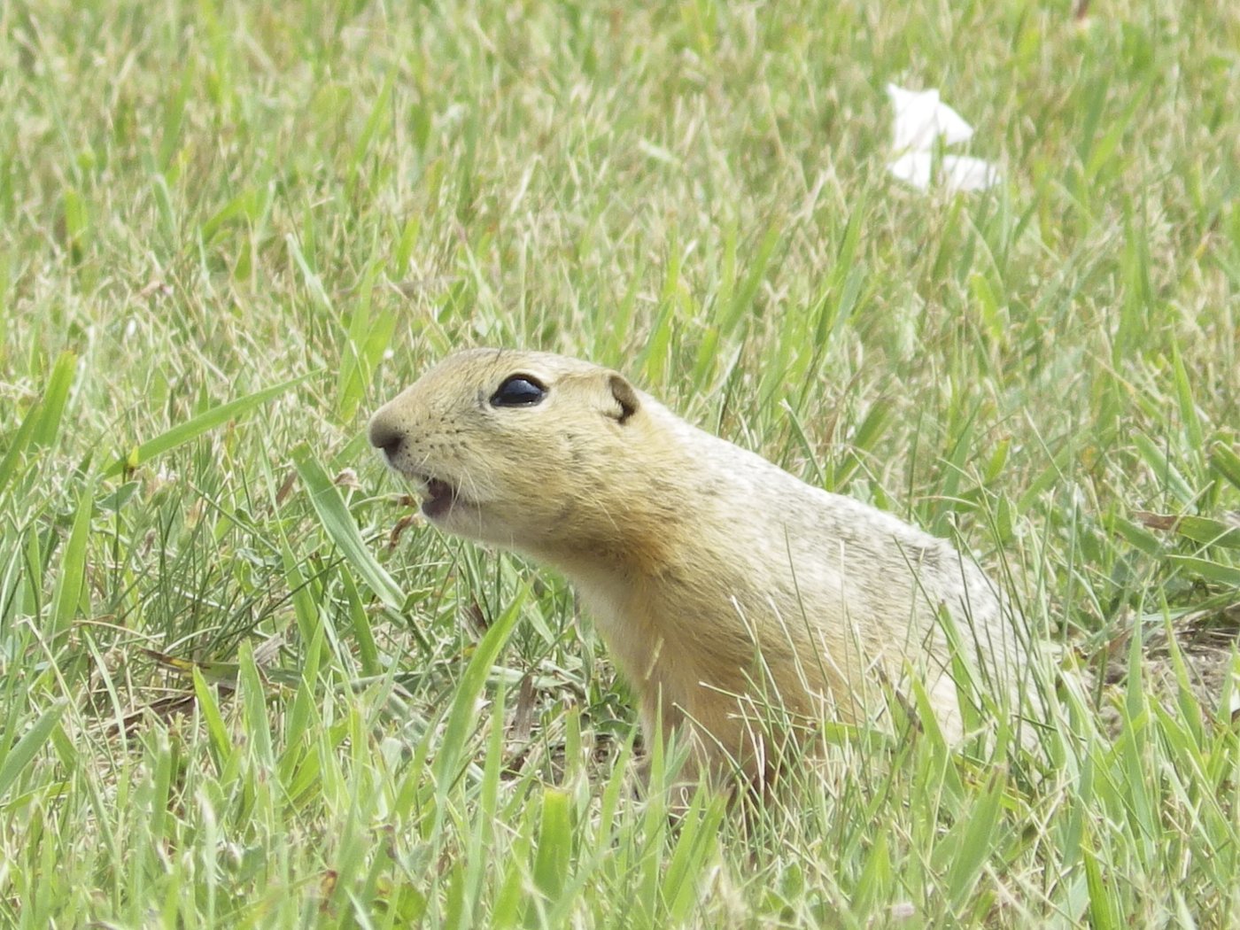 'Out of luck': Strychnine arrives late for Alberta and Saskatchewan farmers | iNFOnews.ca