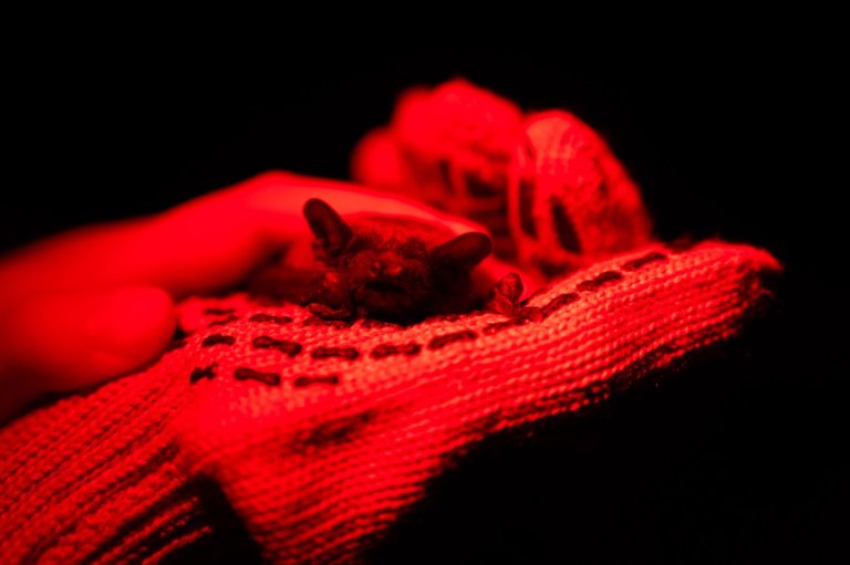 After harsh winter, Ukrainians find joy in releasing bats rescued from war | iNFOnews.ca
