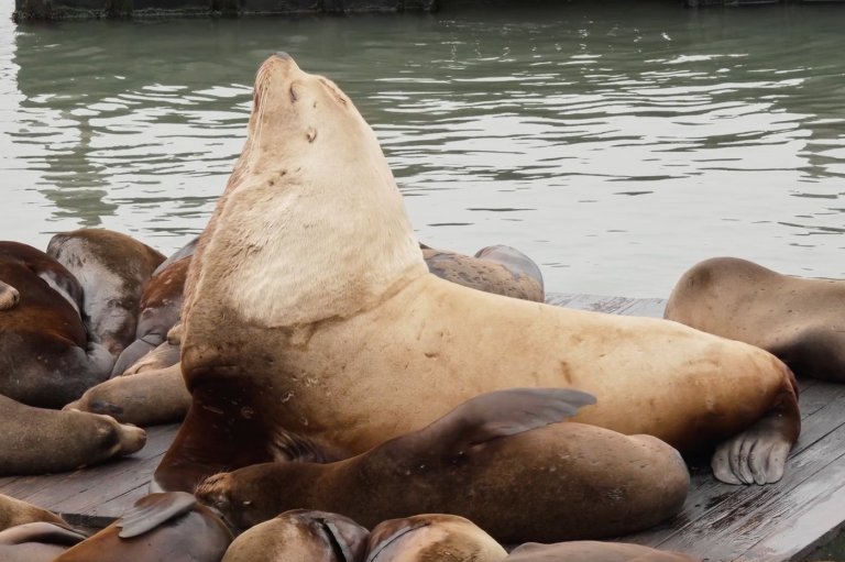 Chonkers the sea lion draws crowds to San Francisco's Pier 39 | iNFOnews.ca