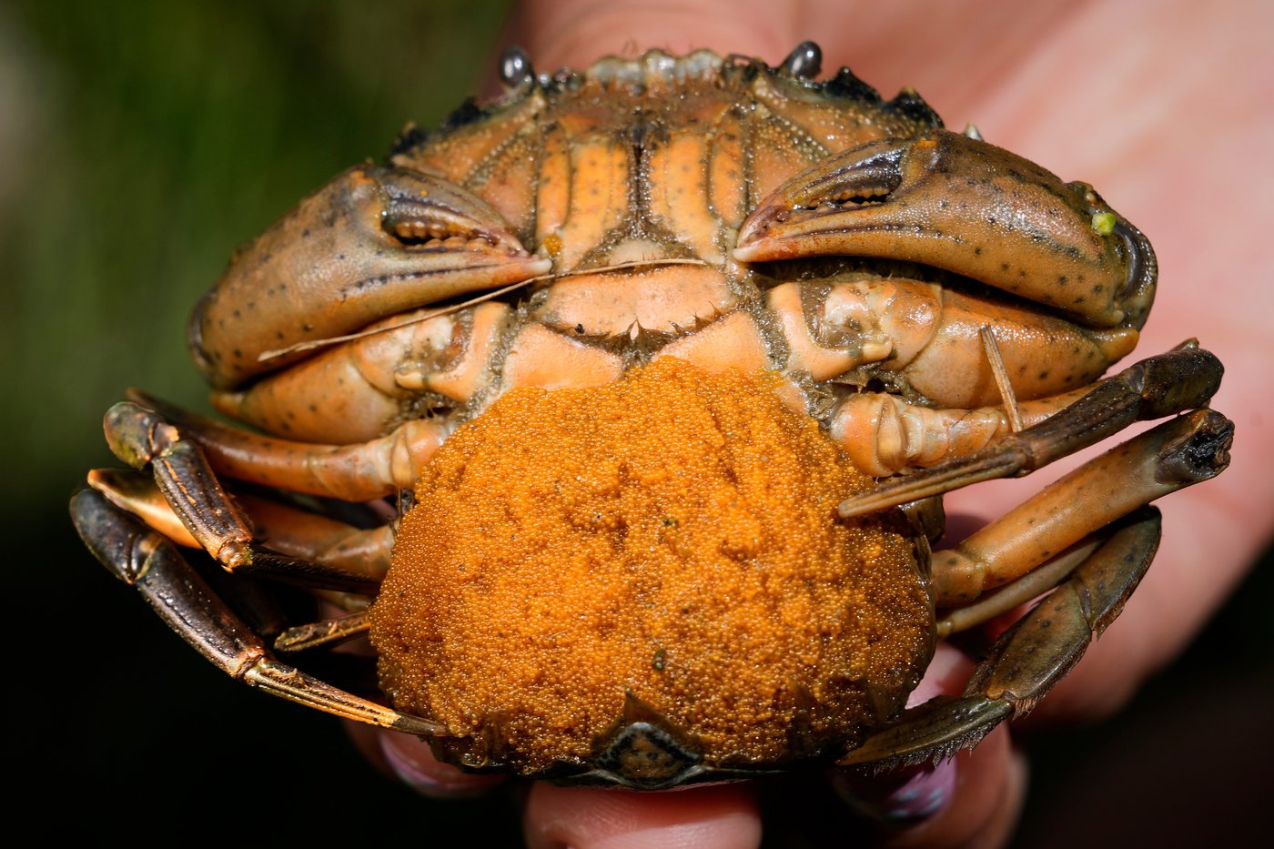 Invasive green crabs are bad for the environment, so New Englanders are starting to eat more of them | iNwine