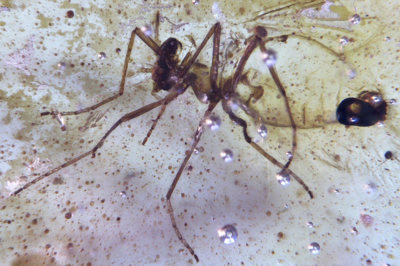 Discovery of insects trapped in amber sheds light on ancient Amazon rainforest | iNFOnews.ca Discovery of insects trapped in amber sheds light on ancient Amazon rainforest | iNFOnews.ca