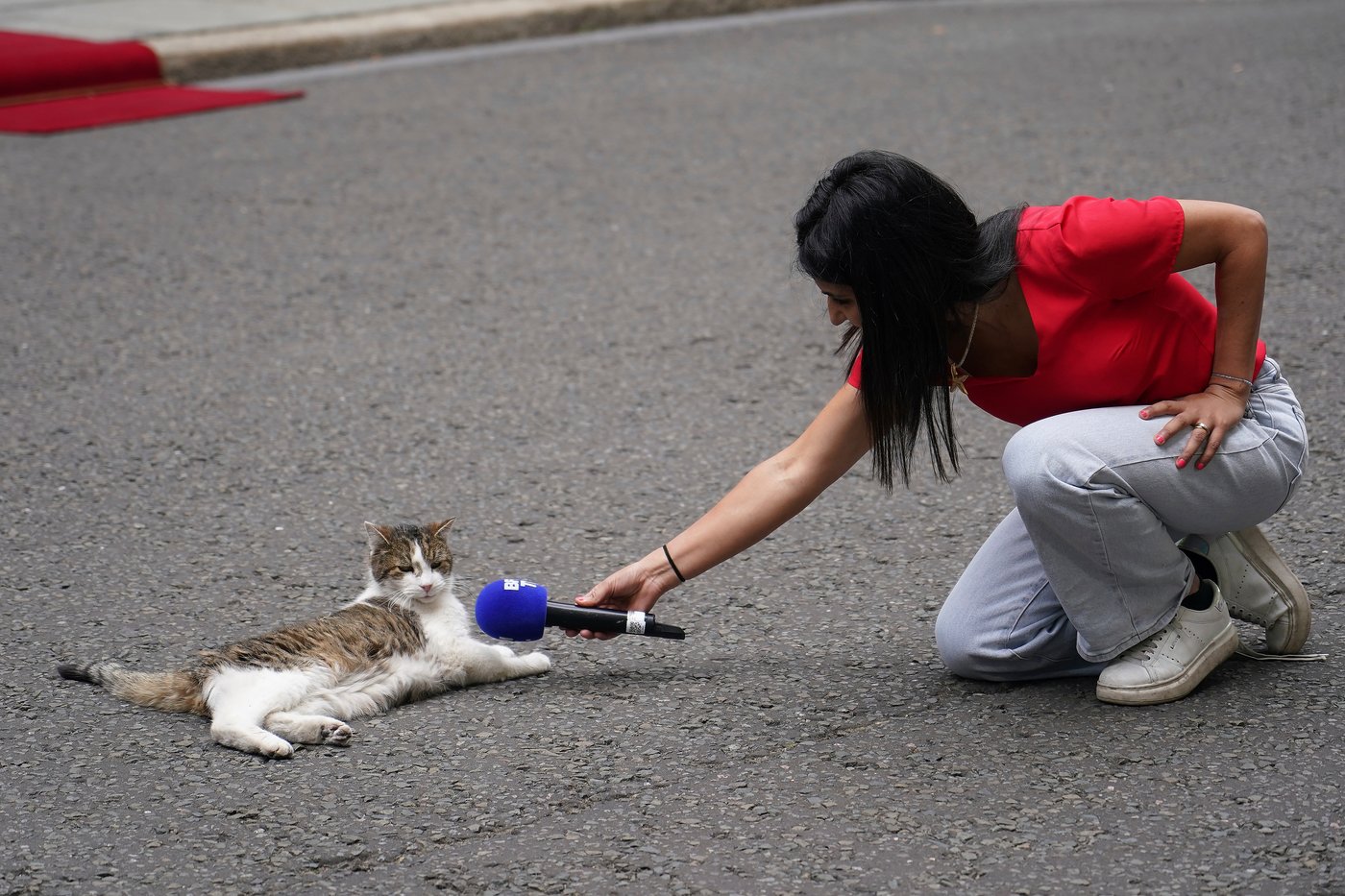Larry the cat, Britain's Chief Mouser at 10 Downing Street for 15 years, in photos | iNFOnews.ca